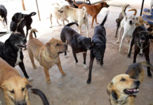New law in Zacatecas protects stray animals