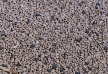 Producers in Durango and Zacatecas will receive 5,300 tons of certified bean seed