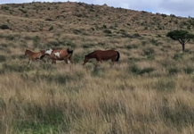 State Police locate 13 lost mares with drone support in Zacatecas